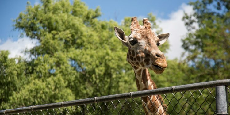 How Zoo Fencing Protects Animals