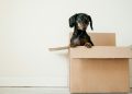 Top 10 Moving Tips to Make Your Transition Smoother