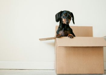 Top 10 Moving Tips to Make Your Transition Smoother