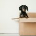 Top 10 Moving Tips to Make Your Transition Smoother