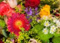 8 Colorful Flowers to Brighten Up Your Day
