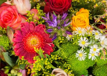 8 Colorful Flowers to Brighten Up Your Day