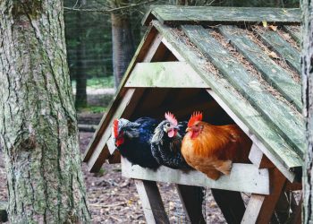 Optimizing Backyard Farming: Essential Guide to Choosing the Right Chicken Coop