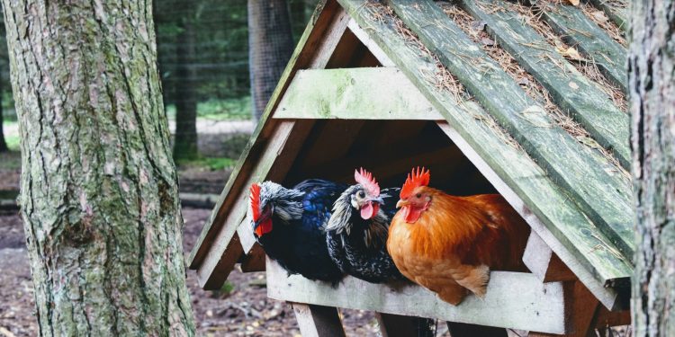 Optimizing Backyard Farming: Essential Guide to Choosing the Right Chicken Coop