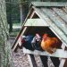 Optimizing Backyard Farming: Essential Guide to Choosing the Right Chicken Coop