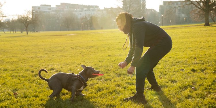 Unleashing Your Dog’s Potential: A Journey Through Positive Reinforcement Training