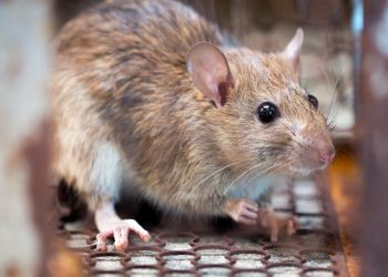 Understanding the Health Risks Posed by Common Household Pests