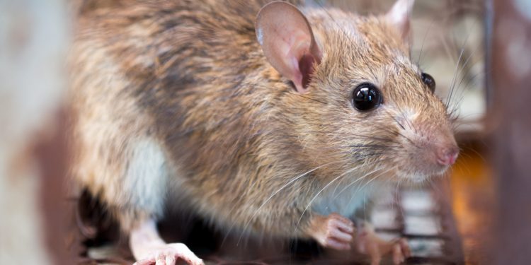 Understanding the Health Risks Posed by Common Household Pests