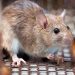 Understanding the Health Risks Posed by Common Household Pests