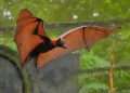 Bats: A Surprising Challenge for Homeowners