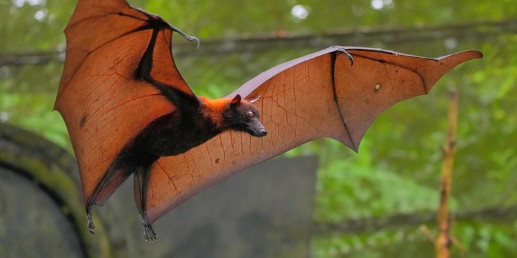 Bats: A Surprising Challenge for Homeowners