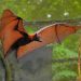 Bats: A Surprising Challenge for Homeowners