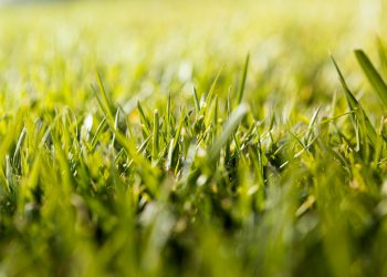 Summer Lawn tips