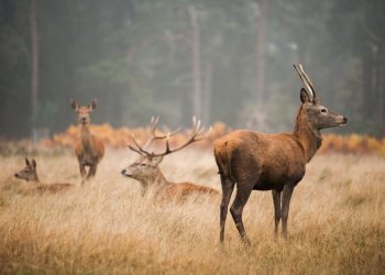 The Ultimate Guide to Purchasing Off-Grid Hunting Land and Cabin Properties with a Real Estate Broker