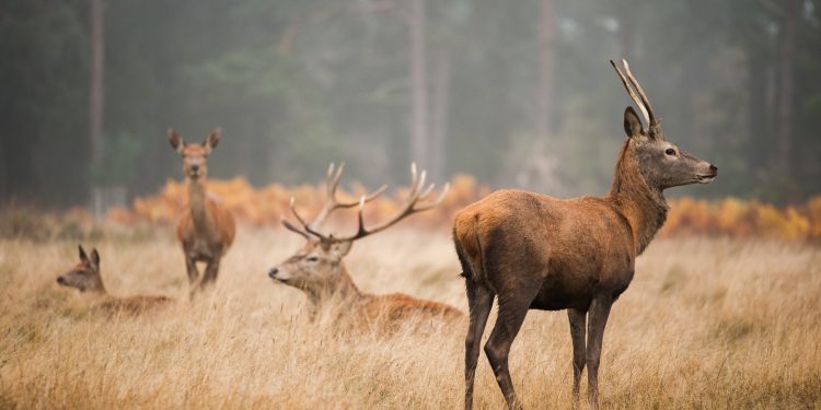 The Ultimate Guide to Purchasing Off-Grid Hunting Land and Cabin Properties with a Real Estate Broker