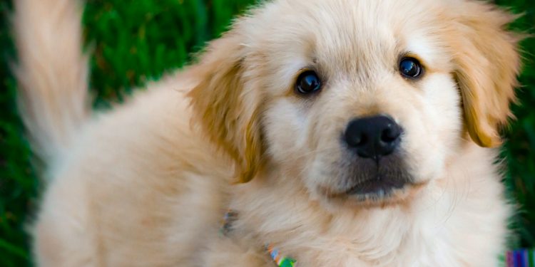 Are Puppy Classes Worth It?