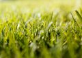 Choosing the Right Fertilizer for Your Lawn: A Comprehensive Guide