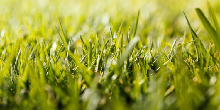 Choosing the Right Fertilizer for Your Lawn: A Comprehensive Guide