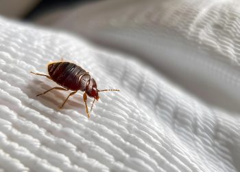 Common Home Pests and Solutions