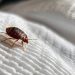 Common Home Pests and Solutions