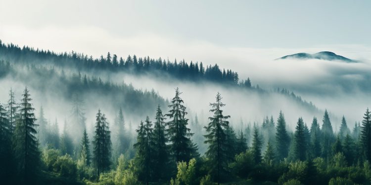 The Importance of Tree Conservation