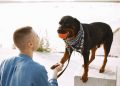 The Essential Role of Pet ID Tags: Protecting Your Beloved Pets