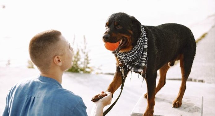 The Essential Role of Pet ID Tags: Protecting Your Beloved Pets