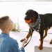 The Essential Role of Pet ID Tags: Protecting Your Beloved Pets