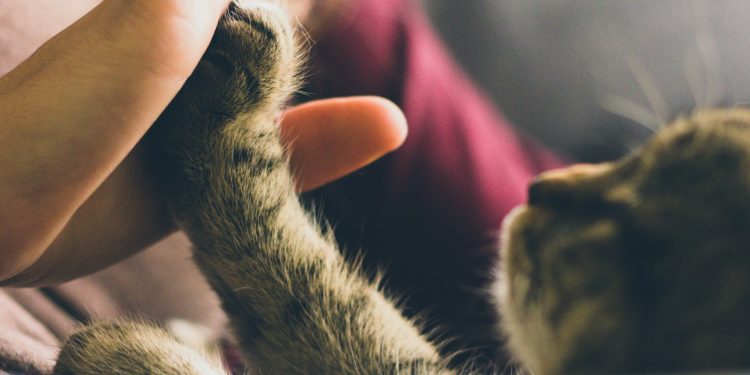 Why Choose Professional Pet Waste Removal for a Safer Environment?