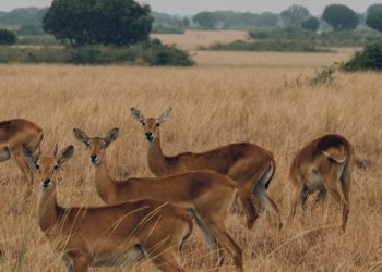 4×4 Self-Drive Safari with Full Package for a Road Trip to Uganda