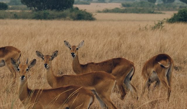 4×4 Self-Drive Safari with Full Package for a Road Trip to Uganda