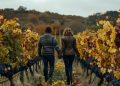 Exploring Best Western Wine Country: Your Gateway to Vineyards and Scenic Getaways