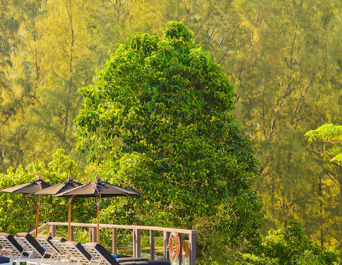 Sénnya Resorts: The Premier Hotel in Belihuloya for a Luxurious Nature Escape