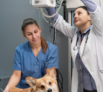 Thonglor Pet Hospital: Revolutionizing Pet Care with Round-the-Clock Services