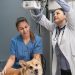 Thonglor Pet Hospital: Revolutionizing Pet Care with Round-the-Clock Services