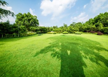 How Can Lawn Care Near Me Stop Weeds from Taking Over Your Grass