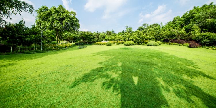 How Can Lawn Care Near Me Stop Weeds from Taking Over Your Grass