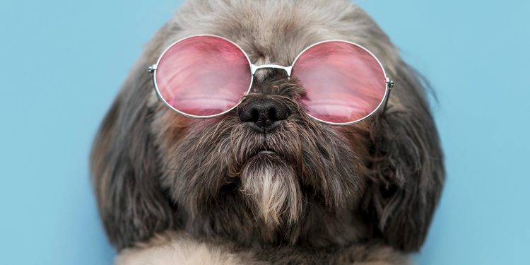 How a Pooper Scooper Service in Tucson, AZ Can Save You Time and Stress