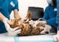 How to Find an Affordable Vet in Tucson