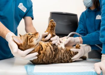 How to Find an Affordable Vet in Tucson