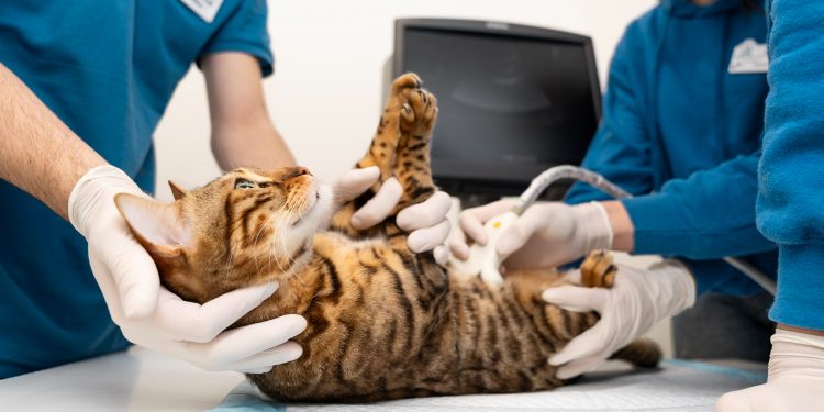 How to Find an Affordable Vet in Tucson