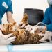 How to Find an Affordable Vet in Tucson