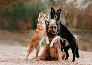 Dog Breed Size Changes Between Puppy and Adult