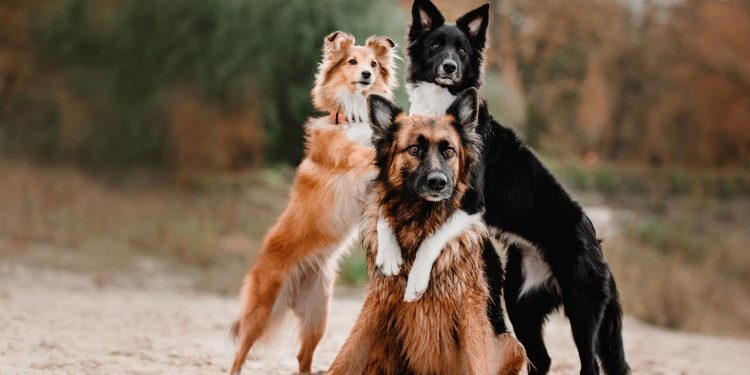 Dog Breed Size Changes Between Puppy and Adult