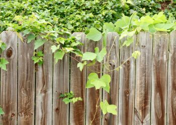 How to Choose the Right Garden Fence