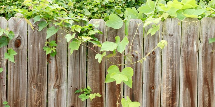 How to Choose the Right Garden Fence