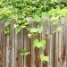 How to Choose the Right Garden Fence