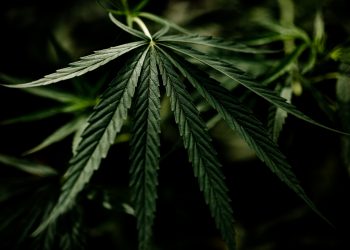 Lume Cannabis Co.: Michigan’s Leading Dispensary Destination