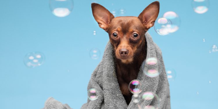 Why Grooming & Detoxification Are Key to Your Dog’s Health