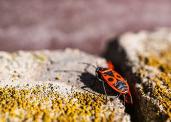 10 Most Common Bug Phobias